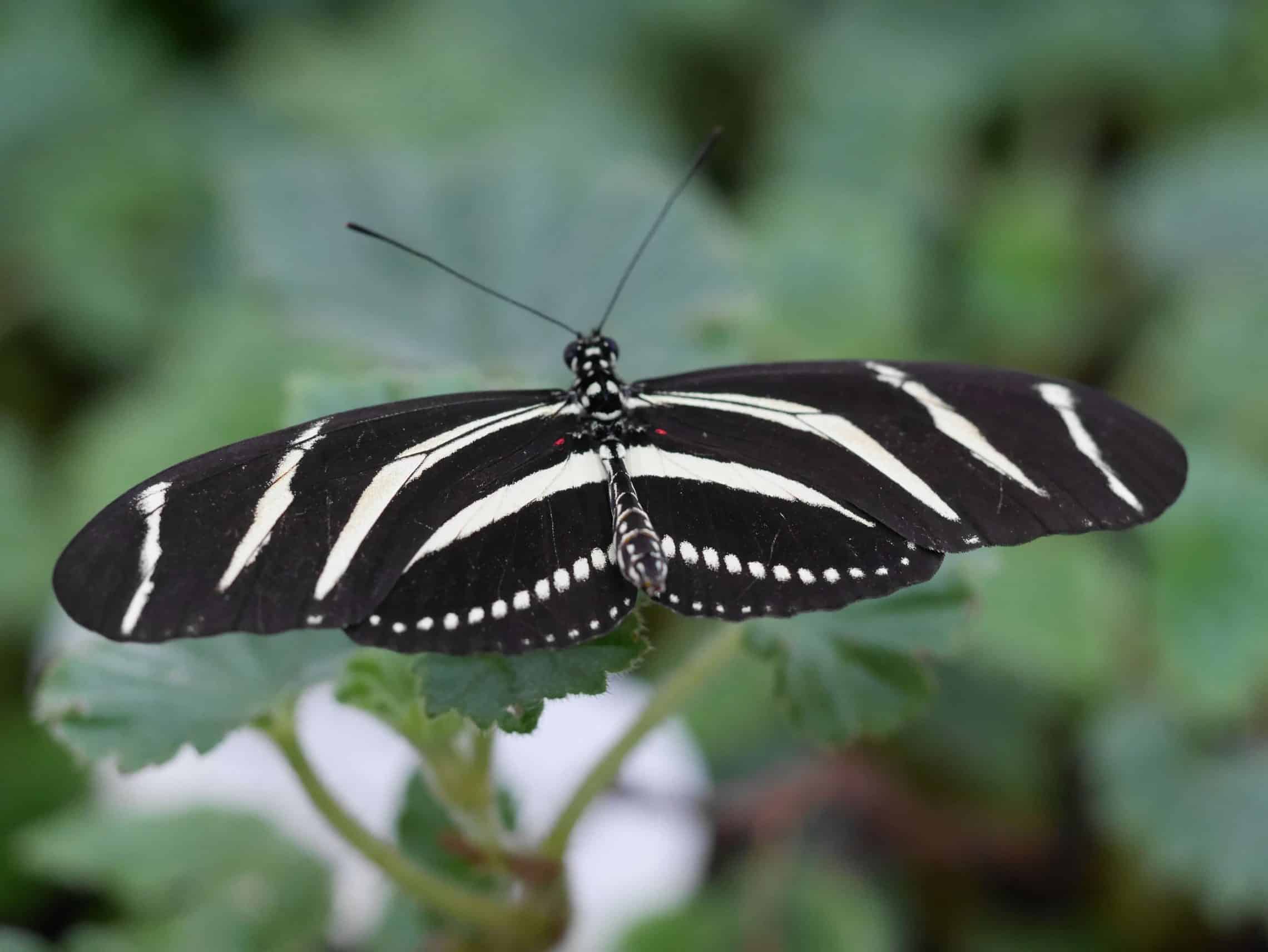 Puppen, Raupen, Schmetterlinge und – was dann ...? *** vorbei *** Style Hannover Berggarten Schmetterling KBW 2 - Puppen, Raupen, Schmetterlinge und – was dann ...? *** vorbei ***