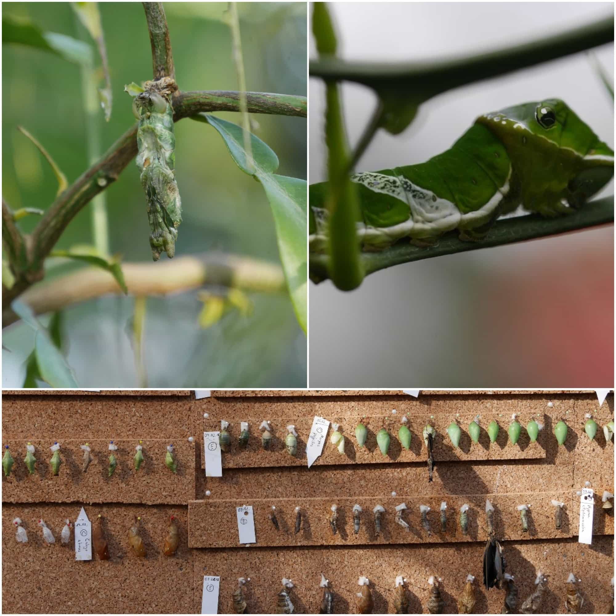 Puppen, Raupen, Schmetterlinge und – was dann ...? *** vorbei *** Style Hannover Puppe Raupe Berggarten Collage 2 - Puppen, Raupen, Schmetterlinge und – was dann ...? *** vorbei ***