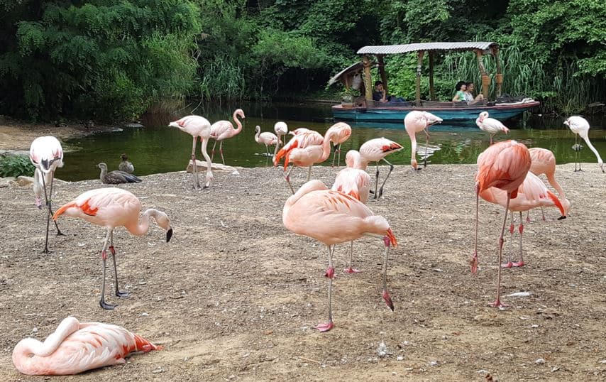 Das Maschseefest bis 19. August - und Tipps für Alternativen ***vorbei*** Zoo Flamingo und Sambesi - Das Maschseefest bis 19. August - und Tipps für Alternativen ***vorbei***