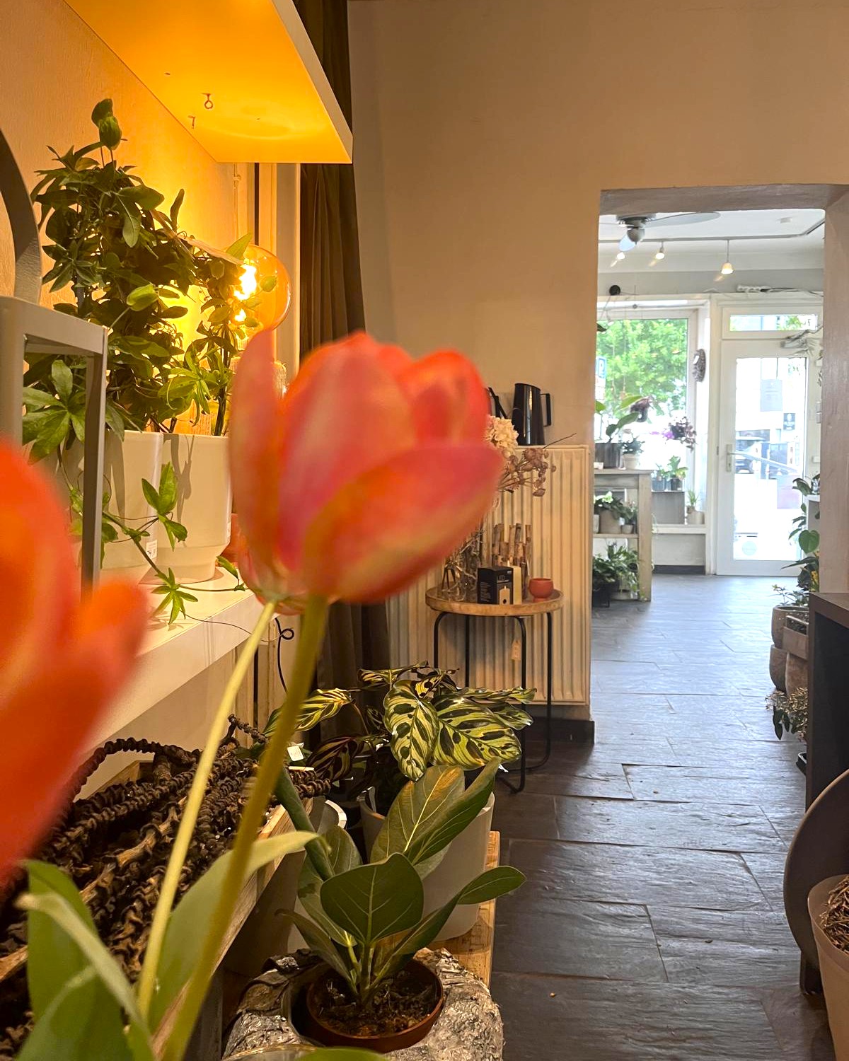 Style Hannover Gruenraum 8 - Grünraum - Blumen & Geschenke