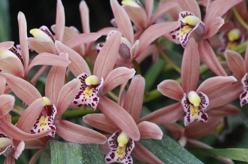 Der Berggarten im „Farbenrausch der Tropen“ – bis 24. Februar 2019 Styl Hannover Farbenrausch Berggarten 04 - Der Berggarten im „Farbenrausch der Tropen“ – bis 24. Februar 2019