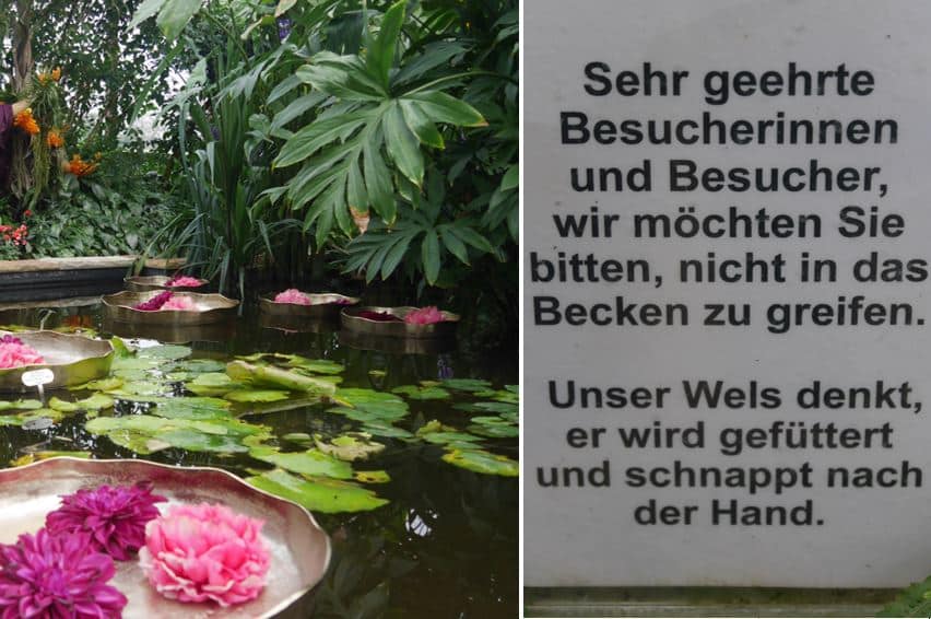 Der Berggarten im „Farbenrausch der Tropen“ – bis 24. Februar 2019 Styl Hannover Farbenrausch Berggarten Teich 06 - Der Berggarten im „Farbenrausch der Tropen“ – bis 24. Februar 2019