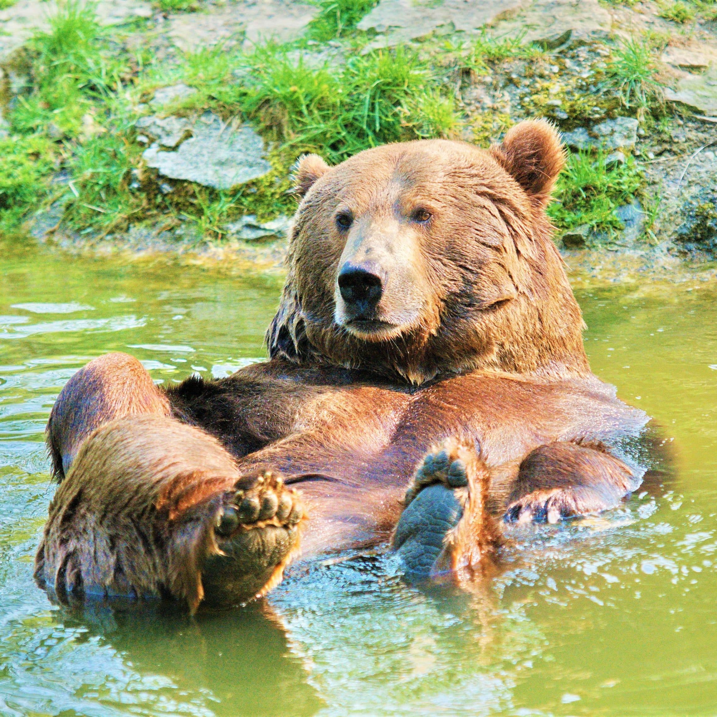 Style Hannover Wisentgehege Springe Braunbär Siefried INSTA - Die schönsten Freizeit-Aktivitäten zum Frühling