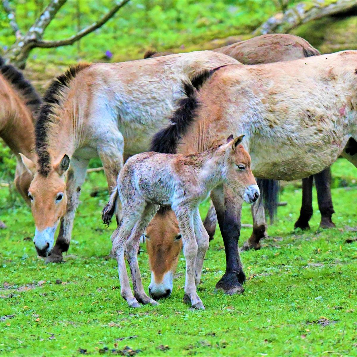 Style Hannover Wisentgehege Springe Wildpferde INSTA - Wisentgehege Springe - Wo das Herz der Natur schlägt