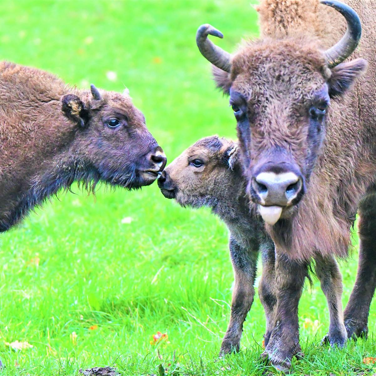 Style Hannover Wisentgehege Springe Wisent INSTA - Stadtteil-test