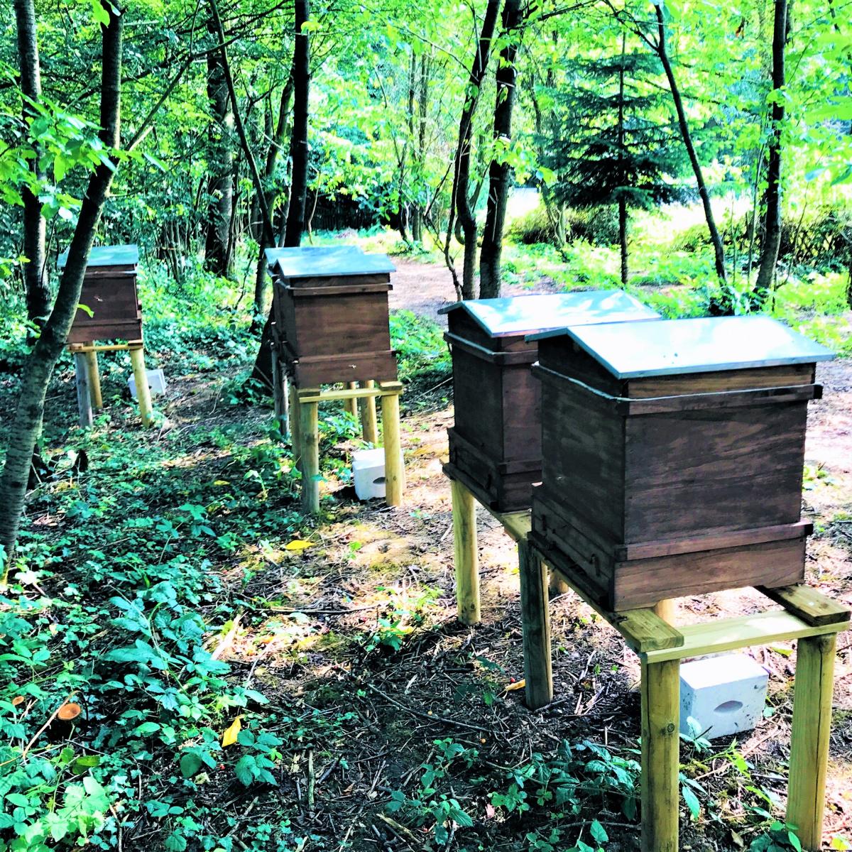 Style Hannover Die Bienenhuette 5 - Die Bienenhütte - Wesensgemäße Bienenhaltung