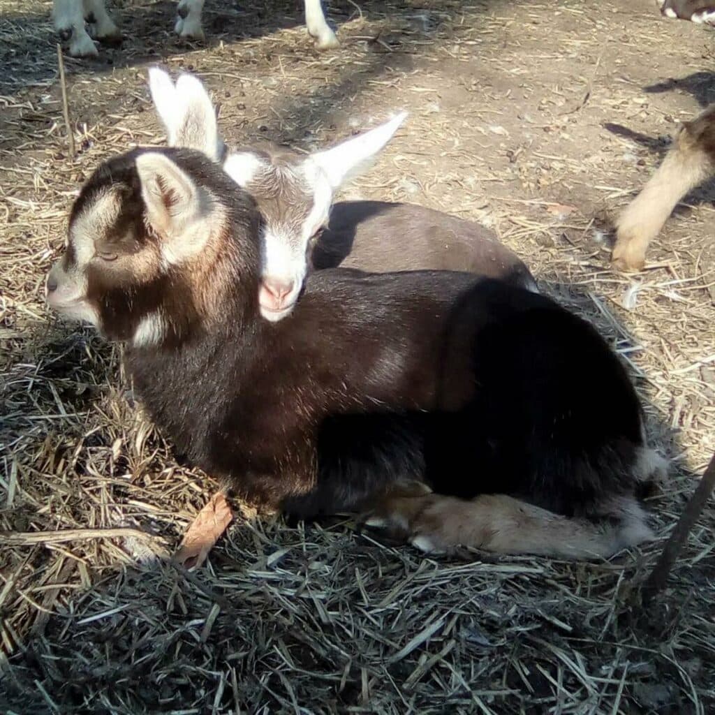 Style Hannover stellt Heim für Tiere vor.