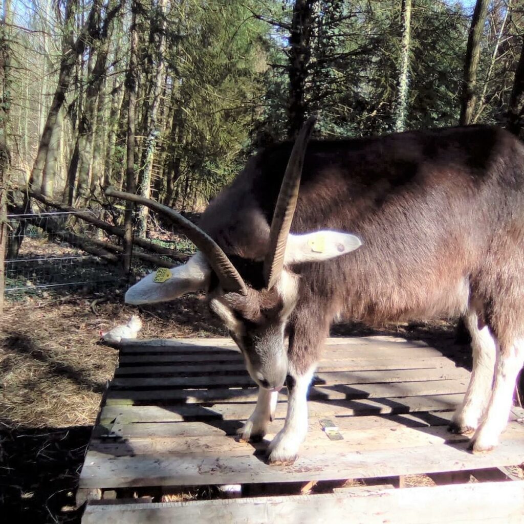 Style Hannover stellt Heim für Tiere vor.