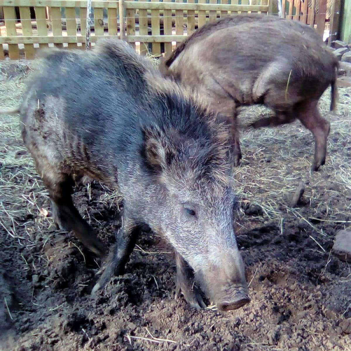 style hannover heim fuer tiere 8 - Heim für Tiere - Gnadenhof & Tierpension