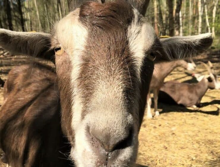 Style Hannover stellt Heim für Tiere vor.