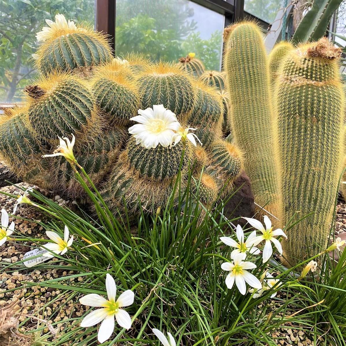 Style Hannover stellt den Berggarten vor.